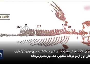 کشف فسیل «اژدهای آبی» منقرض‌شده در ژاپن/ ویدئو