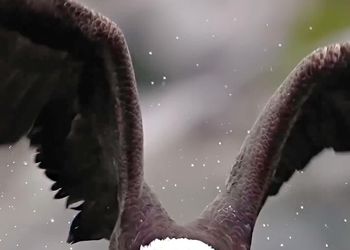 لحظه شگفت‌انگیز شکار ماهی توسط عقاب/ ویدیو